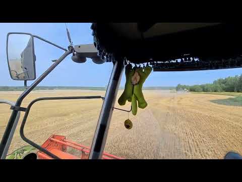 Видео: уборочная  2022 г. уборка гороха и ячменя. claas tucano 580.