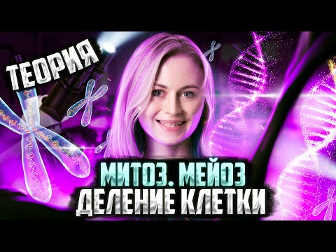 Видео: «Деление клетки. Митоз. Мейоз» | Теория | Биология ЕГЭ — Напольская Ксения