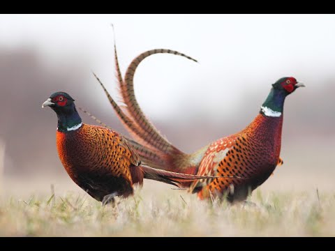 Видео: Охота на фазана в сильный ветер с мр-155