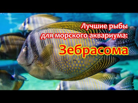 Видео: Зебрасома - одна из лучших рыб для морского аквариума