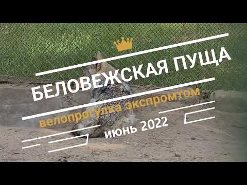 Видео: Беларусь. Беловежская пуща. Что посмотреть и где отдохнуть в Беларуси.