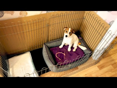 Видео: Удобный разборный вольер для собак. Где держать собаку в квартире?