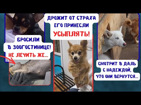 Видео: Истории предательства: когда надежда умирает…