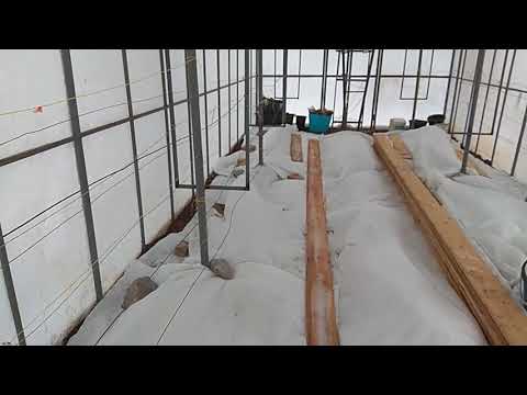 Видео: Укрытие винограда в теплице одеялами
