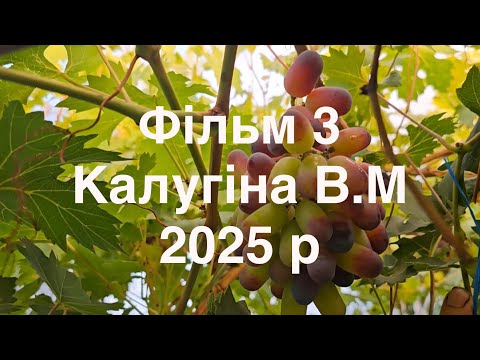 Видео: Фільм 3  Калугіна В.М 2025