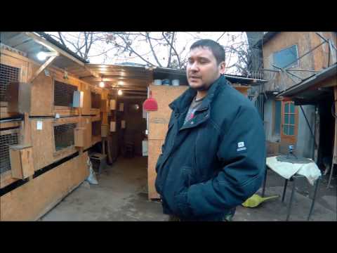 Видео: МПС Алматы. "Французкий баран". Знакомство с племенным кролиководством. 17.12.2016.