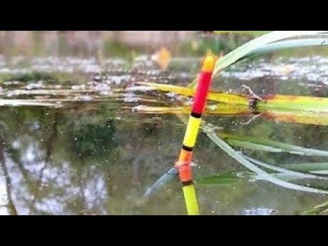 Видео: НАШЁЛ КАРПА В РЕЧНОЙ ЗАПРУДЕ!!!РЫБАЛКА НА ПОПЛАВОК,Рыбалка осенью