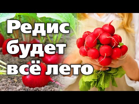 Видео: Сорта редиса, которые не стрелкуются. Урожай будет весь сезон