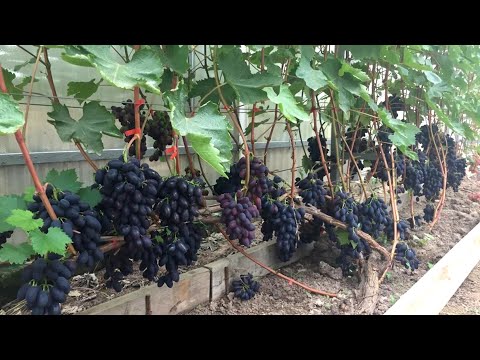 Видео: Теплица для винограда. 2 я серия. Сорта