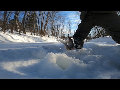 Видео: В поисках хариуса