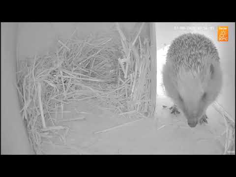 Видео: Домик для ёжика. A house for hedgehog.