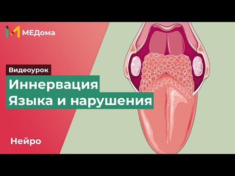 Видео: Иннервация языка и нарушения - языкоглоточный, подъязычный, блуждающий и лицевой нервы /USMLE step 1