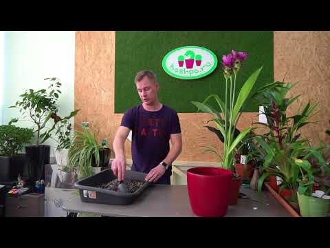 Видео: пересадка Куркумы в грунт с цеолитом