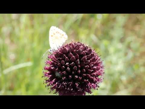 Видео: 011 Преславска планина