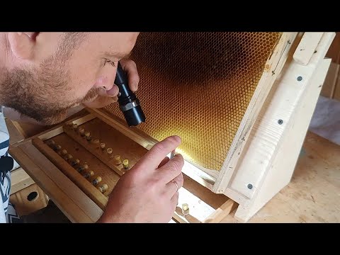 Видео: Вивід бджоломаток. Прививка личинок (13.05.21)🐝👍
