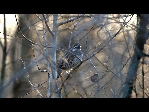 Видео: Охота на рябчика поздней осенью | Не хуже тайги | Ноябрь 2019