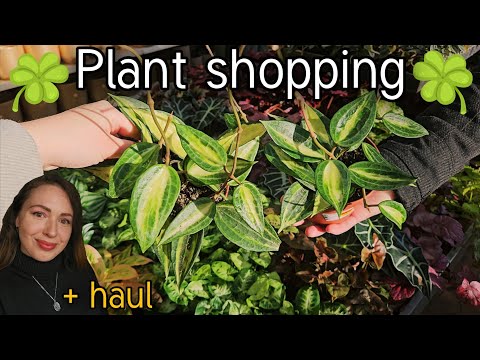 Видео: Я нашла столько классных хой, когда покупала растения!