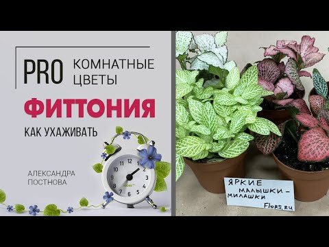 Видео: Фиттонии - декоративные растения | Яркие, красочные и дружелюбные цветы