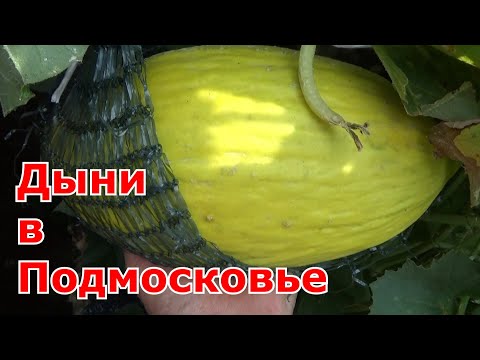 Видео: Выращивание дынь в Подмосковье. Три способа посадки дыни (открытый грунт, бочки, теплица) Результаты