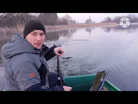 Видео: Дельфіни