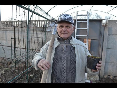 Видео: АКТИНИДИЯ  - как посадить актинидию весной