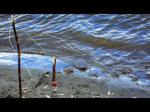 Видео: ЭТА СНАСТЬ ЛОВИТ ЛУЧШЕ ЛЮБОГО ФИДЕРА!!! ОСЕННИЙ ЖОР РЫБЫ НА РЕКЕ!