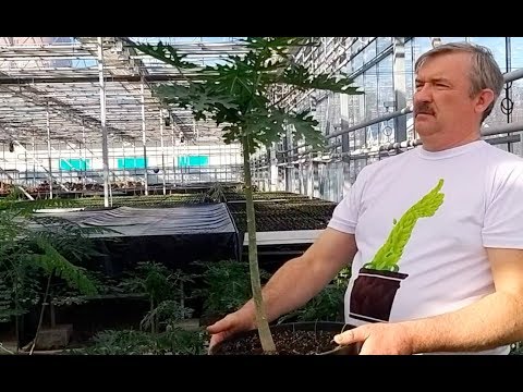 Видео: Папайя сложности выращивания