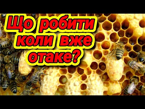 Видео: Зароившаяся семья полно маточников, что делать? Как вывести пчел из роевого состояния?
