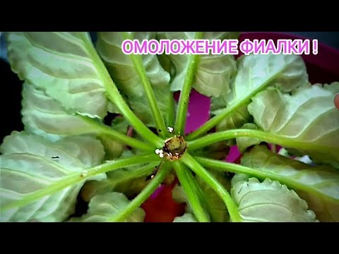 Видео: ПЕРЕУКОРЕНЕНИЕ ФИАЛКИ ! Как правильно это сделать.