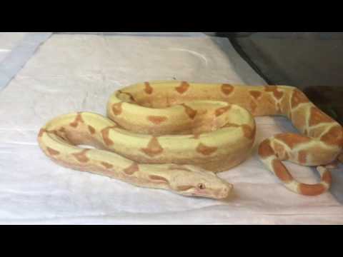 Видео: Как содержать змей в домашних условиях