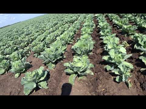 Видео: МТЗ-82 Культивация капусты.(Обзор КАПУСТЫ)