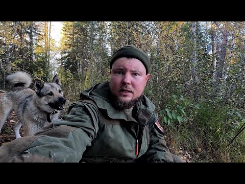 Видео: СОБАКА НЕ СМОГЛА. КАЗУС В ТАЙГЕ. ЧТО СЛУЧИЛОСЬ С СОБАКОЙ. ДОБЫЛ МЯСО В ГЛУХОЙ ЧАЩЕ. ПОХОД В ЛЕС