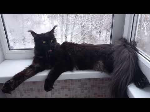 Видео: Неснимун и режим прокрастинации