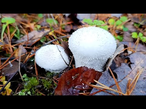 Видео: Завершающие прогулки грибного сезона 2025.      05/07 ноября 2025