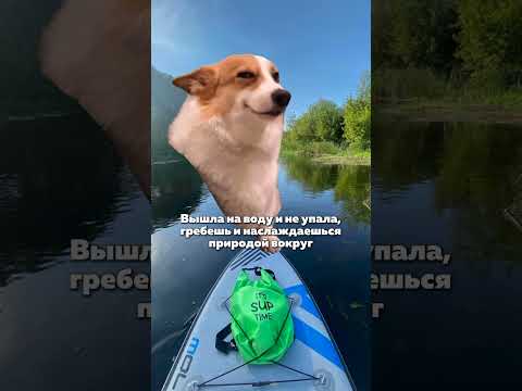 Видео: А как проходят ваши прогулки на сапборде? #юмор #мемы #саппрогулки