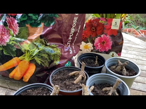 Видео: ГЕОРГИНЫ! Посадка с СЕКРЕТОМ для быстрого Размножения и раннего Цветения. How to plant Dahlia