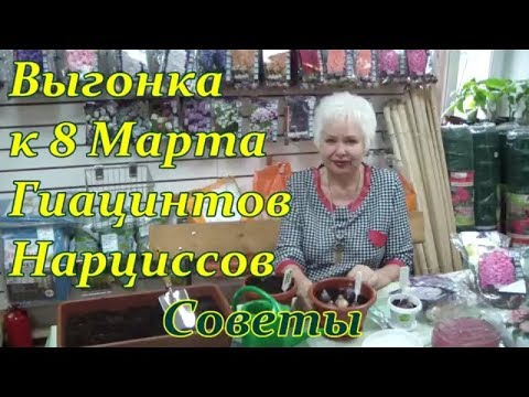 Видео: ВЫГОНКА  ГИАЦИНТОВ , НАРЦИССОВ к 8 МАРТА .