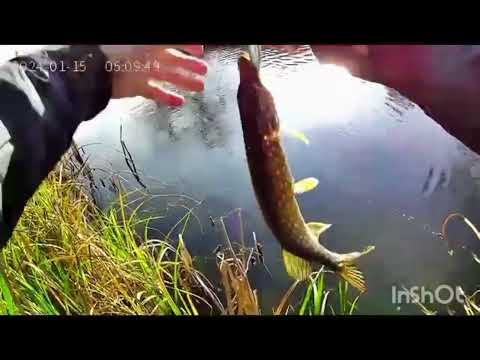 Видео: Расти щука большая 4 ноября 