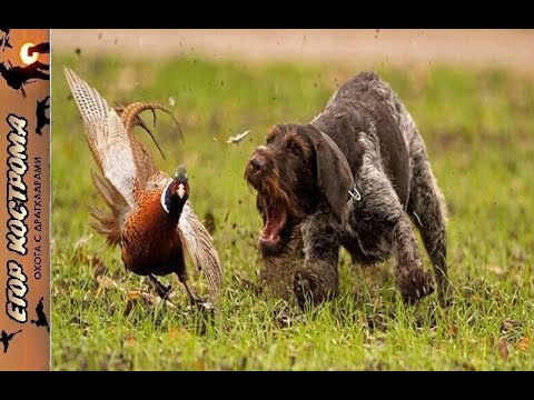 Видео: Охота на фазана. Лучшие собаки для охоты на фазана. Начало ноября 2023г.
