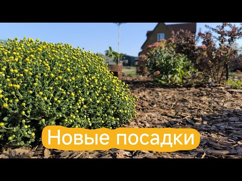 Видео: Посадка гортензий | Скайфолл, Граффити, Стробери Блоссом | Процесс