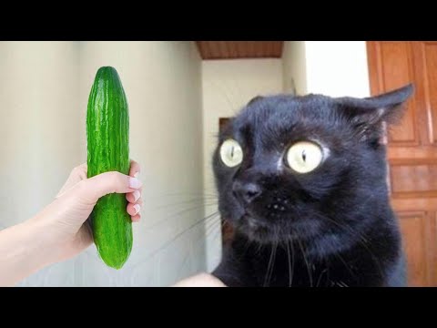 Видео: Самые смешные животные заставят вас смеяться до смерти 😂