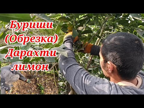Видео: Буриши Дарахти лимон (обрезка) ва лимони Фуруши