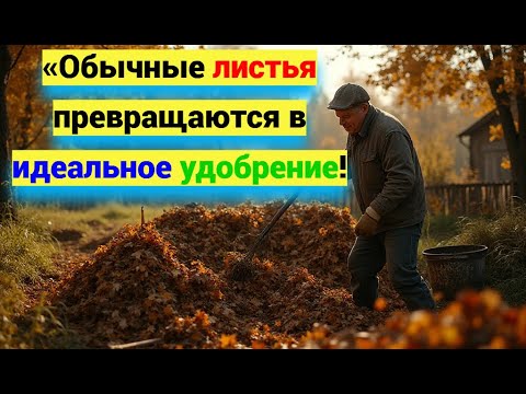 Видео: Компост из СУХИХ листьев — как правильно сделать идеальный перегной осенью!