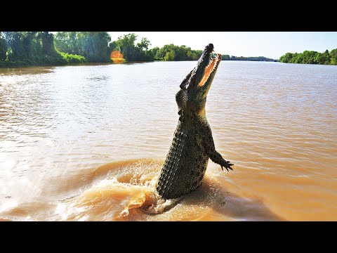 Видео: 10 Животных с Необычными Способностями