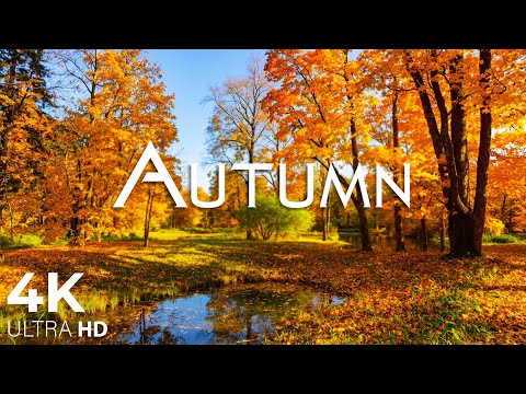 Видео: Чарующие осенние леса с прекрасной фортепианной музыкой 🍁Осенняя атмосфера и осенняя листва в 4K