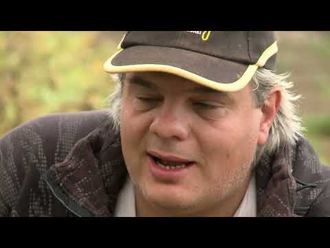 Видео: Платики на мач на езерото "Радута" / Bream match fishing on Raduta lake