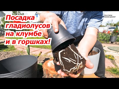 Видео: Всё о посадке гладиолусов на клумбу и в горшок!