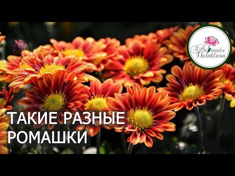 Видео: ТАКИЕ РАЗНЫЕ РОМАШКИ