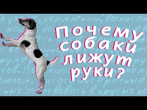 Видео: Почему собаки лижут руки хозяина?