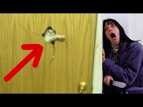 Видео: 7 СЛУЧАЕВ, КОГДА НЕ СТОИЛО ДРАЗНИТЬ КОТА